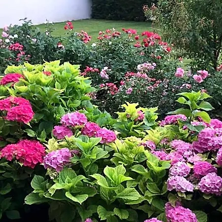 Le Paradis De La Provence Bed & Breakfast Saint-Cyr-sur-le-Rhone